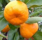 Mandarin Satuma